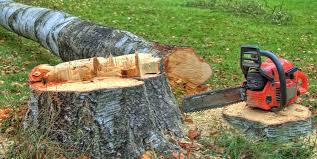 Best Firewood Processing and Delivery  in Wickes, AR