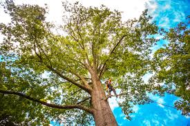 Best Arborist Consultation Services  in Wickes, AR