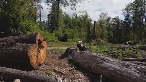 Best Storm Damage Tree Cleanup  in Wickes, AR