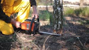 Mulching Services in Wickes, AR