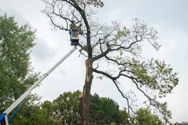 Reliable Wickes, AR Tree Services Solutions