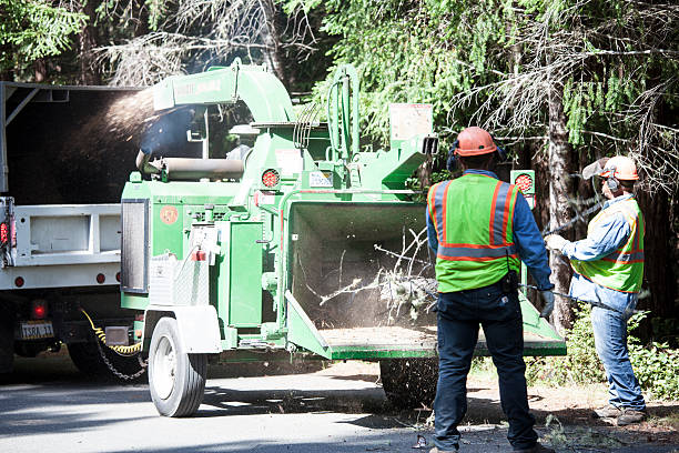 Best Tree Risk Assessment  in Wickes, AR