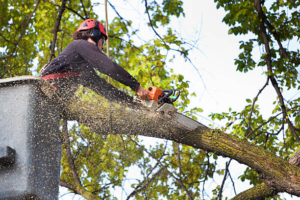 Best Tree Health Inspection  in Wickes, AR